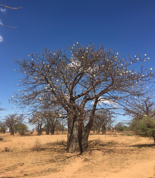 Baobab trees in Africa