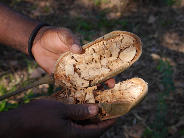 Seeds of the baobab fruit are shown