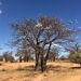 „Eure Nahrungsmittel sollen eure Heilmittel sein.“ Auf zwei Pflanzen aus Afrika trifft die...