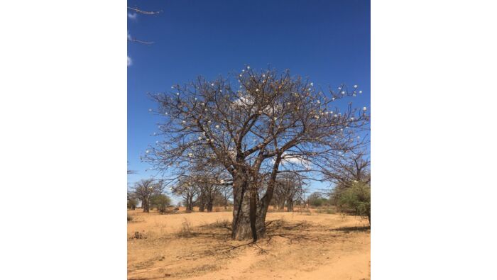 Baobab Pflegeöl