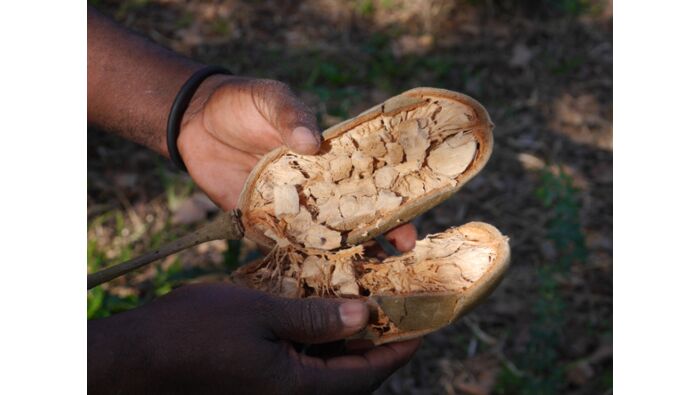 Baobab caring oil