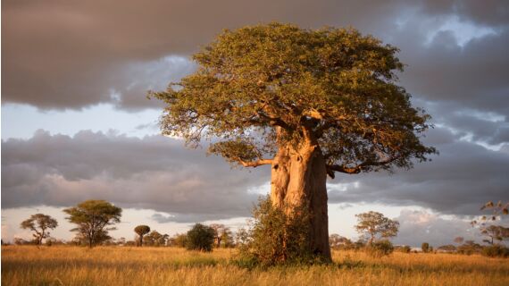 „Eure Nahrungsmittel sollen eure Heilmittel sein.“ Auf zwei Pflanzen aus Afrika trifft die...