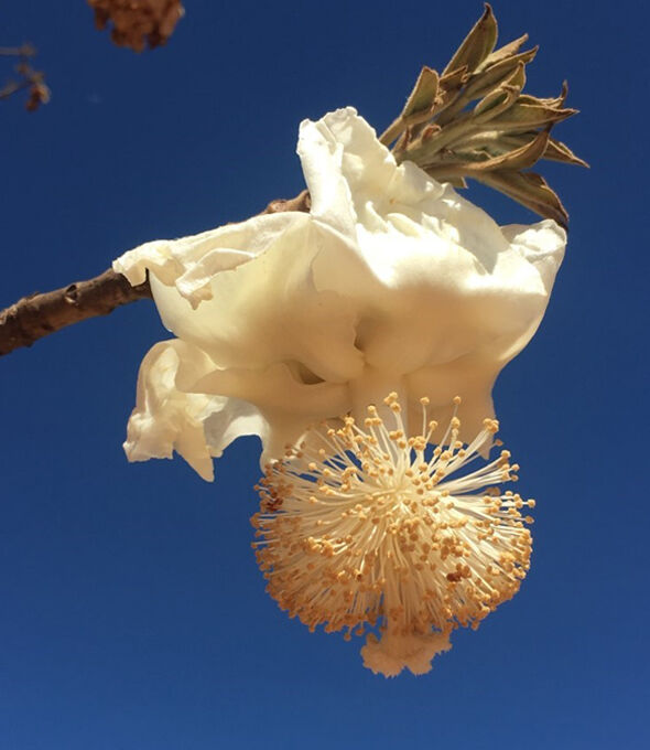 BIO Baobab Fruchtpulver