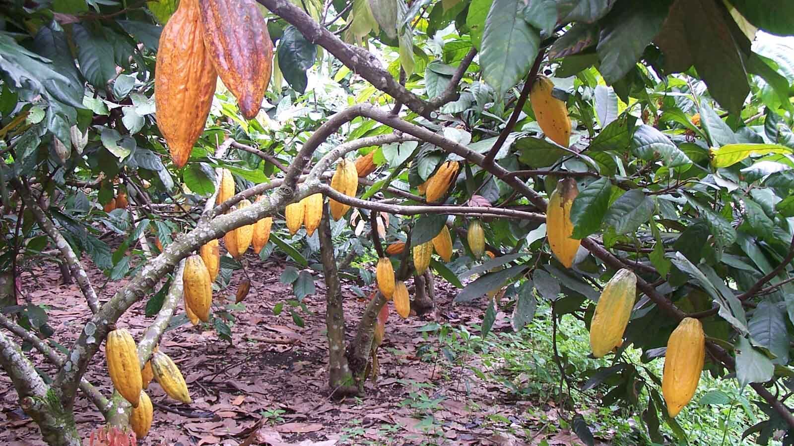 Schokolade aus Ecuador
