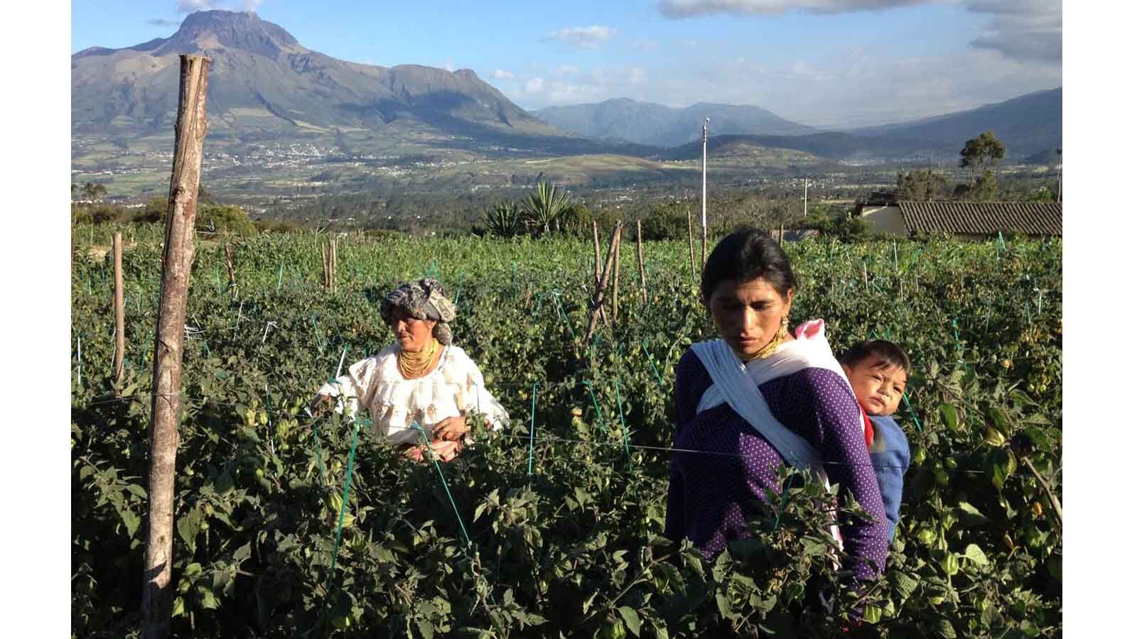 Schokolade aus Ecuador