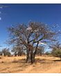 Vorschaubild Baobab Pflegeöl