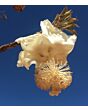 Vorschaubild BIO Baobab Fruchtpulver